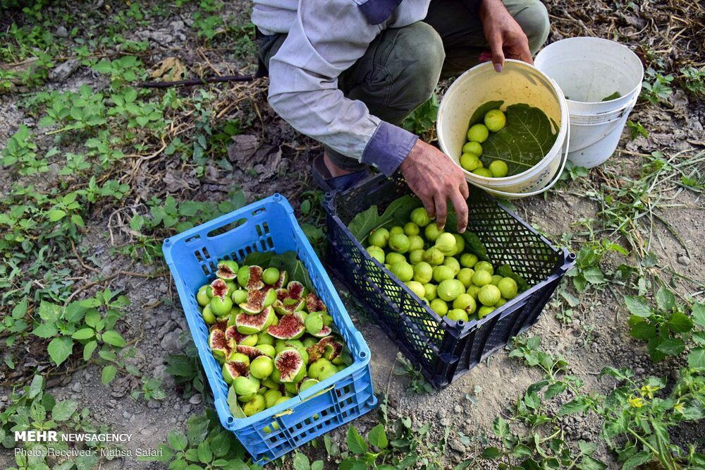 «گلوگاه»، مهد انجیر ایران