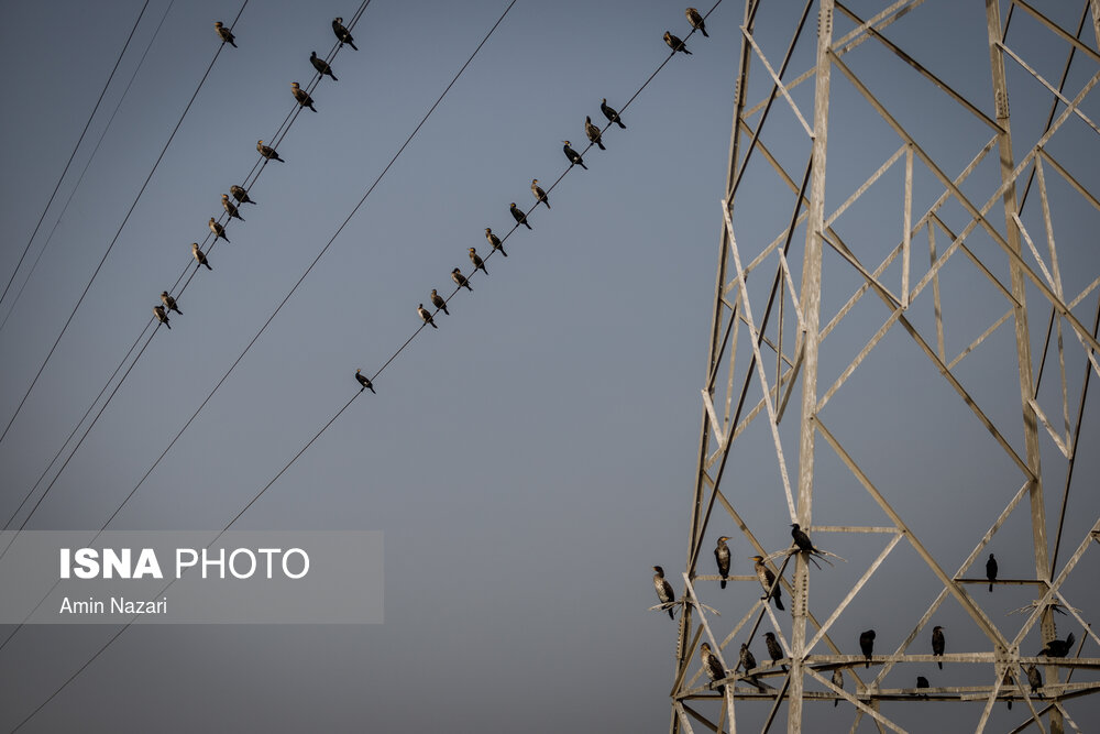 پرندگان تالاب «هورالعظیم»