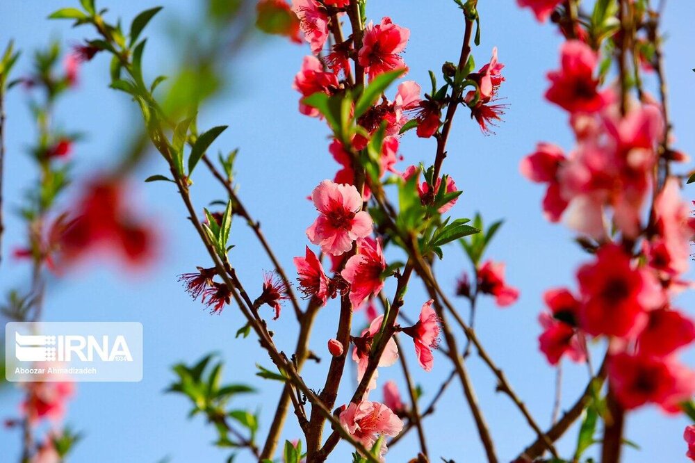 شکوفهها و قابهایی تماشایی از نوبهار کرمان