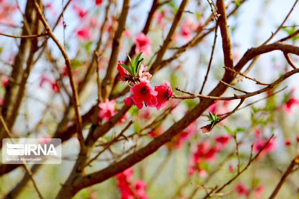 شکوفهها و قابهایی تماشایی از نوبهار کرمان