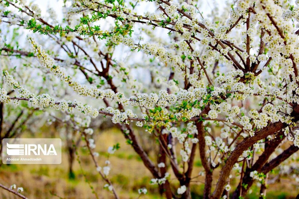 شکوفهها و قابهایی تماشایی از نوبهار کرمان