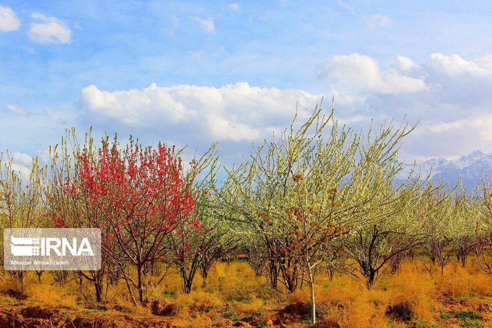 شکوفهها و قابهایی تماشایی از نوبهار کرمان