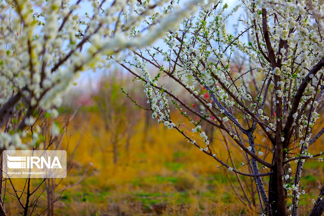 شکوفهها و قابهایی تماشایی از نوبهار کرمان