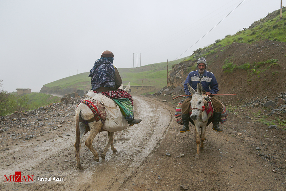 دامداری در کلات