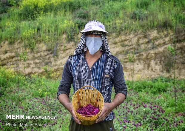 برداشت افعی گیاه