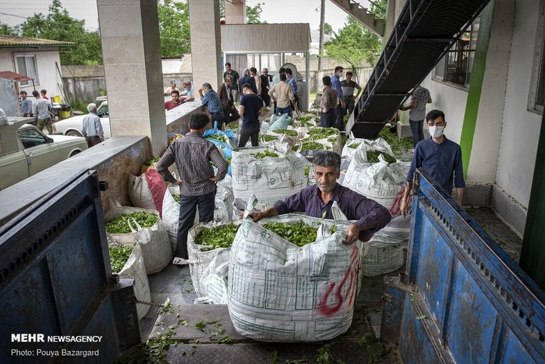 برداشت چای بهاره در گیلان