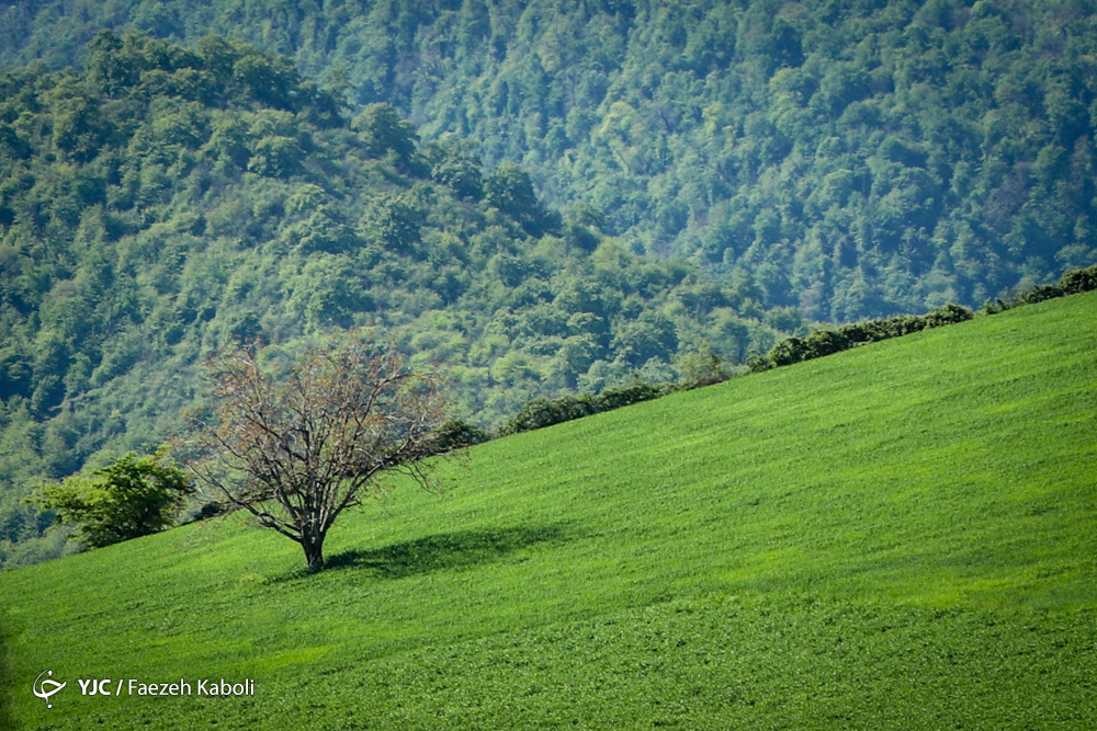 طبیعت نفس میکشد