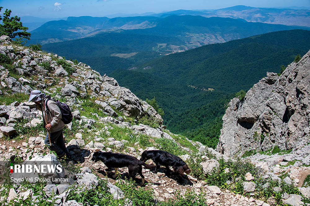 کوچ دامداران در مازندران