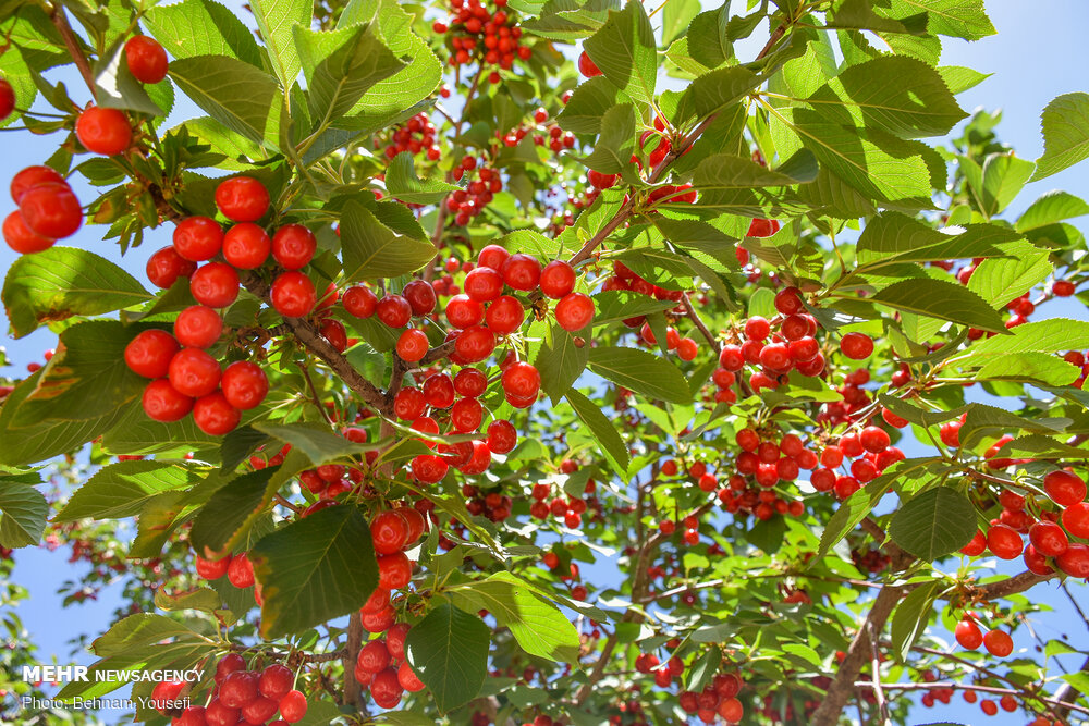 گیلاس شیرین خنداب