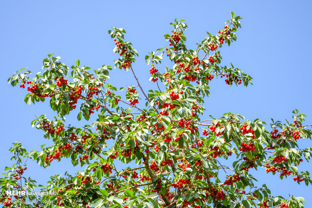 گیلاس شیرین خنداب