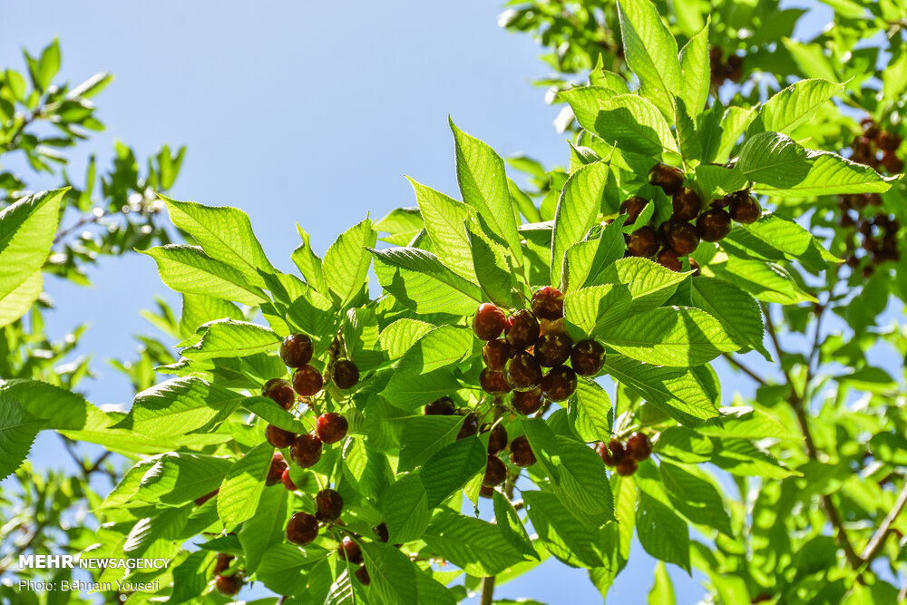 گیلاس شیرین خنداب