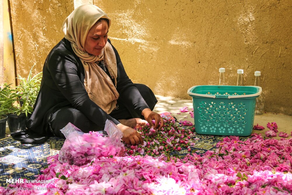 برداشت گل محمدی در بجنورد