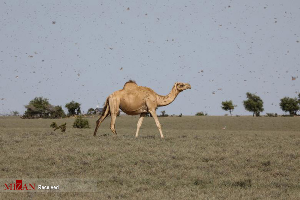 ملخ ها در کنیا