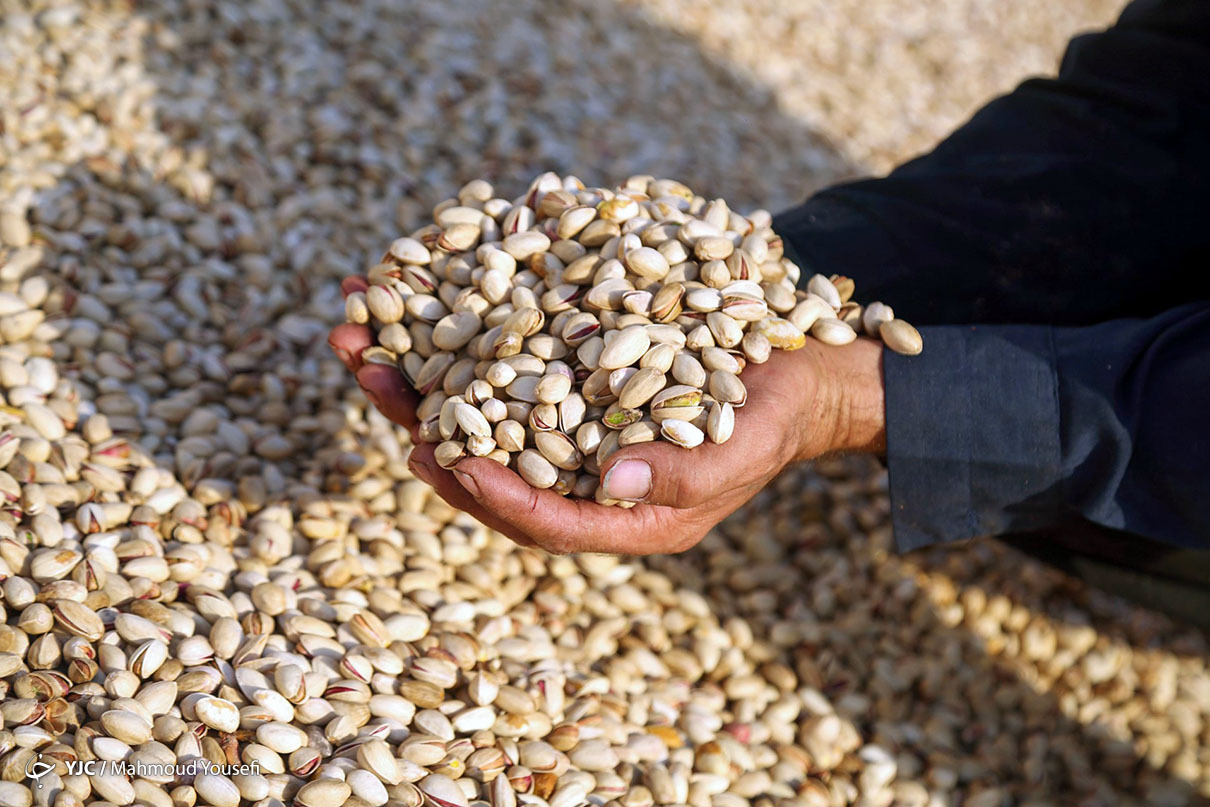 برداشت پسته - اردکان