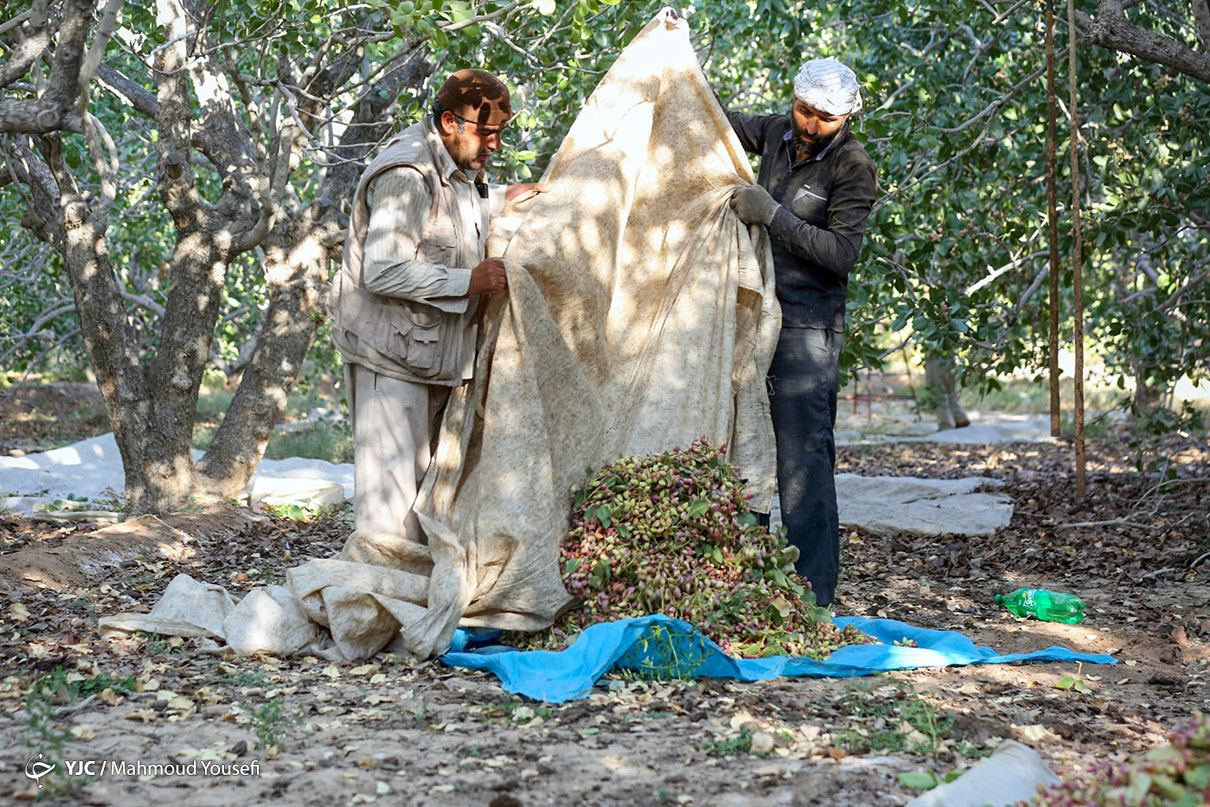 برداشت پسته - اردکان