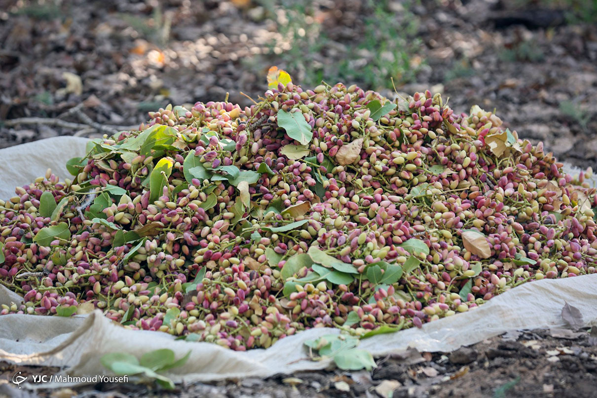 برداشت پسته - اردکان