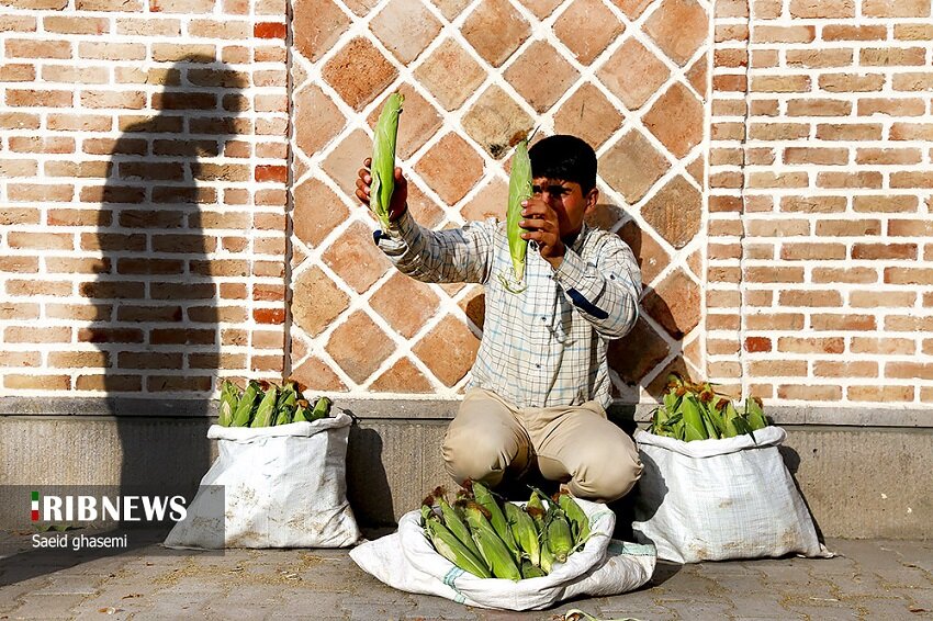 شیربلال، محصول بومی اهر