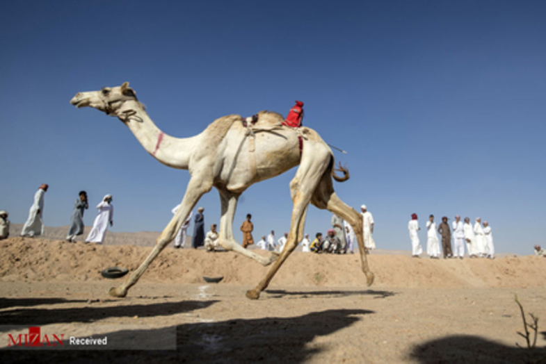 مسابقه شتر دوانی در مصر