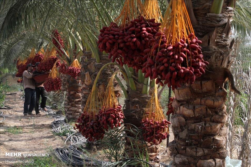 آغاز برداشت خرما در غزه
