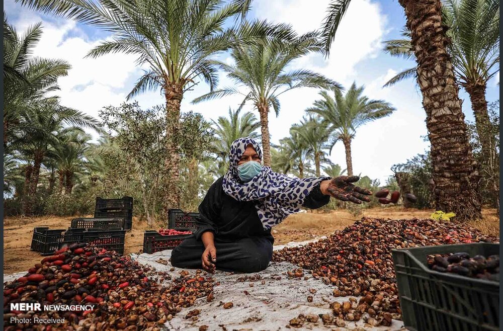 آغاز برداشت خرما در غزه