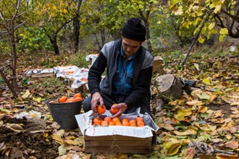 خُرمالوی کن