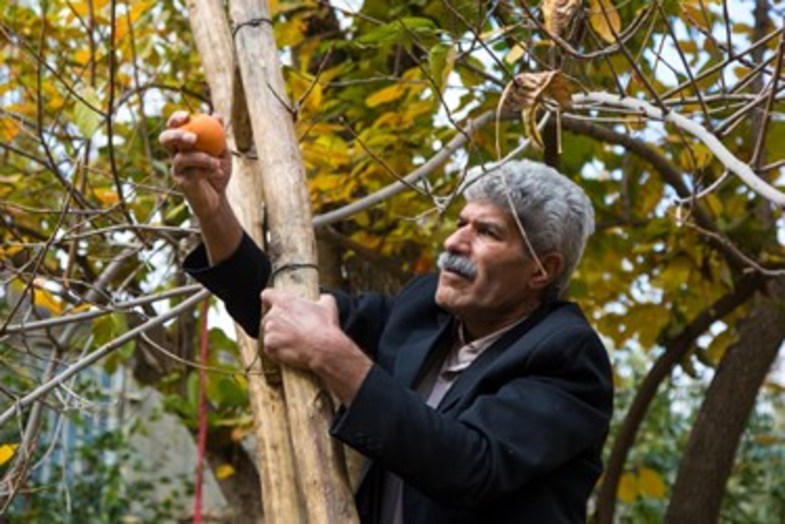 خُرمالوی کن