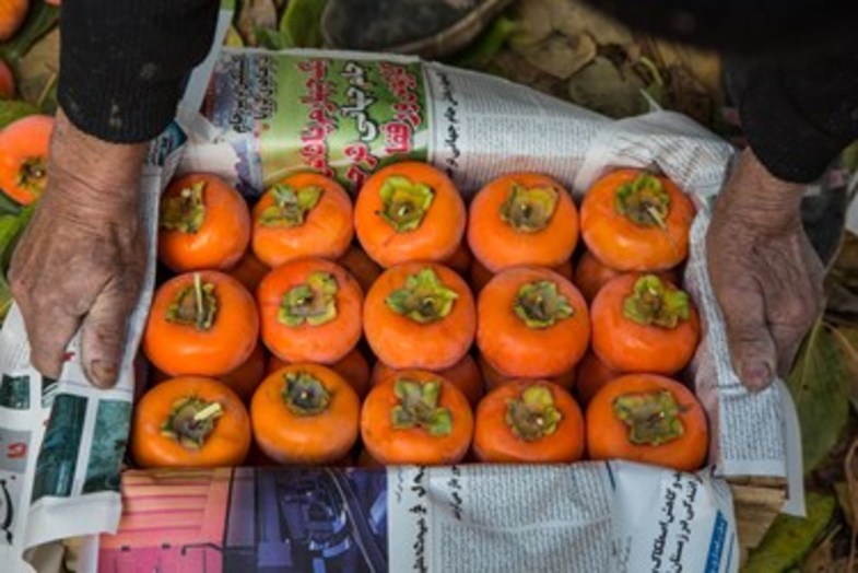 خُرمالوی کن