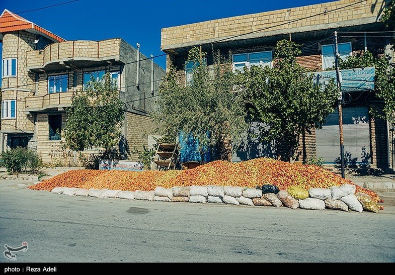 برداشت سیب پاییزی مراغه