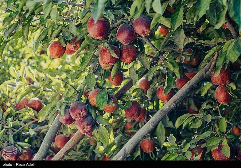 برداشت سیب پاییزی مراغه