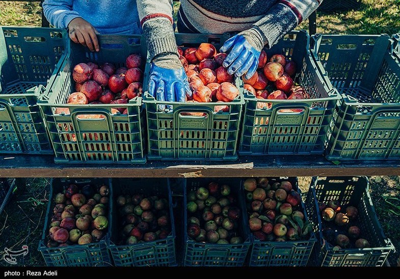 برداشت سیب پاییزی مراغه
