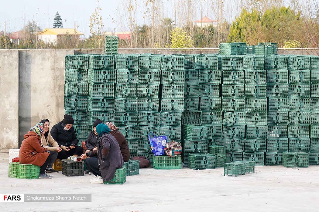 صادرات کیوی مازندران
