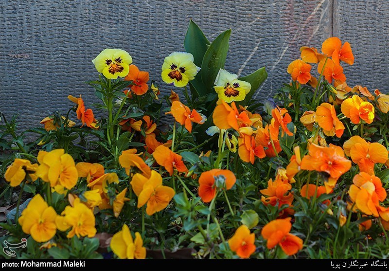 گلهای رنگارنگ بهاری