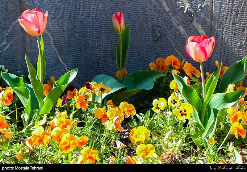 گلهای رنگارنگ بهاری