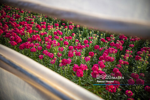 گل شب بوی نوروز
