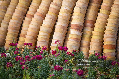 گل شب بوی نوروز