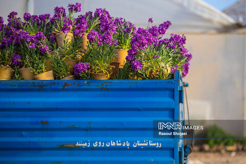گل شب بوی نوروز