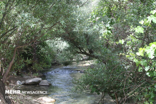 روستای «کلم»