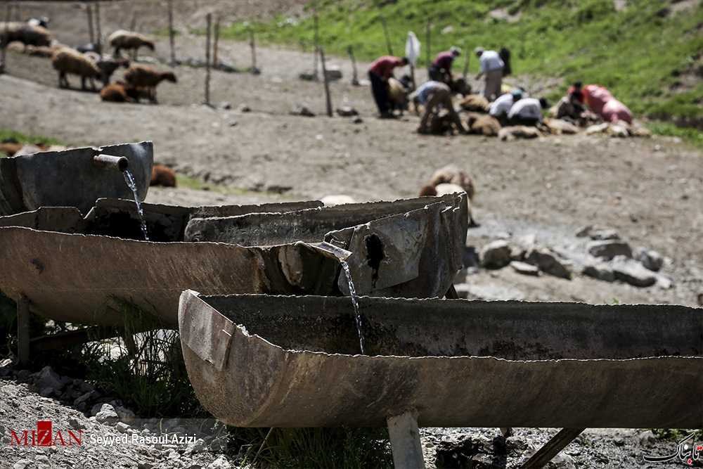 پشم چینی گوسفندان - کلات