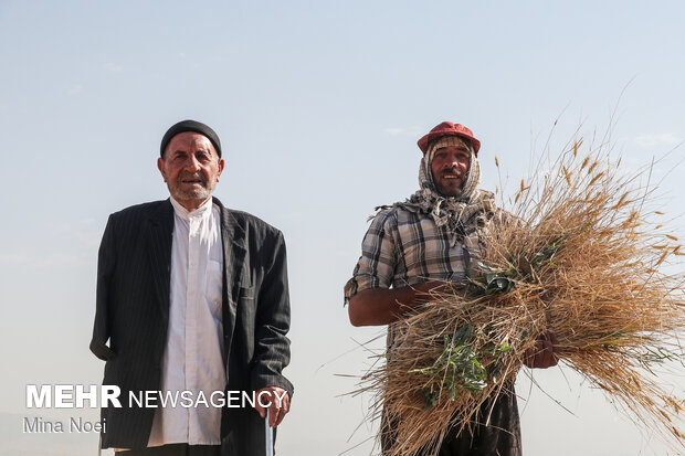 آیین جمع آوری زکات گندم