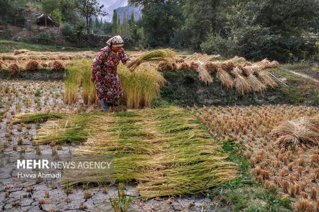 برداشت سنتی برنج