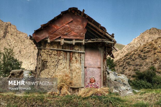 برداشت سنتی برنج