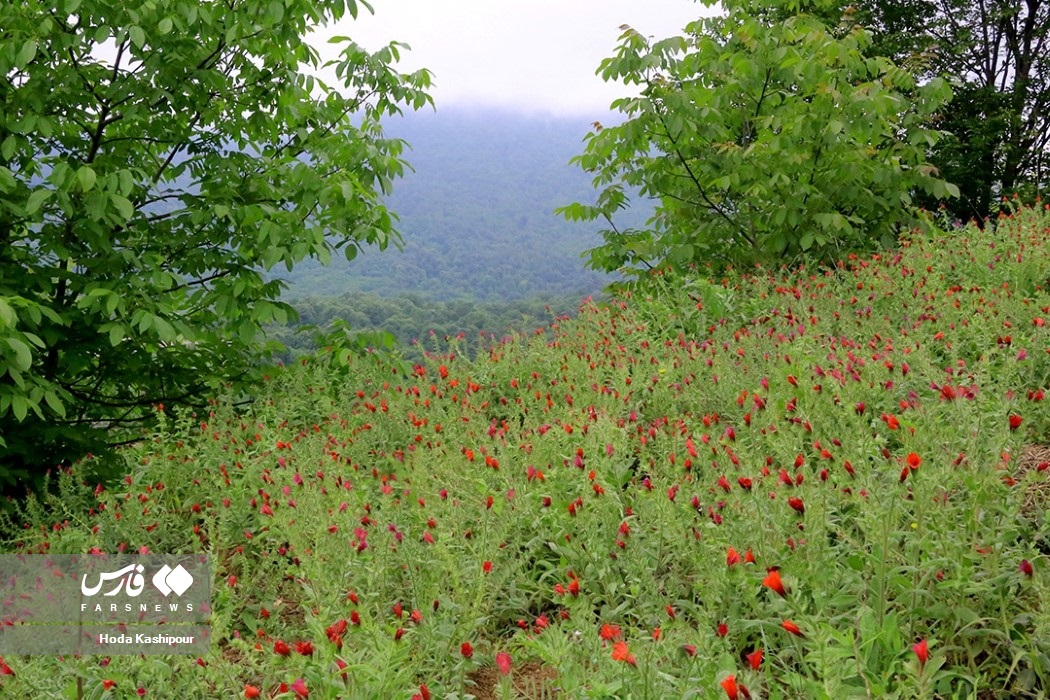 روزی به نام مازندران