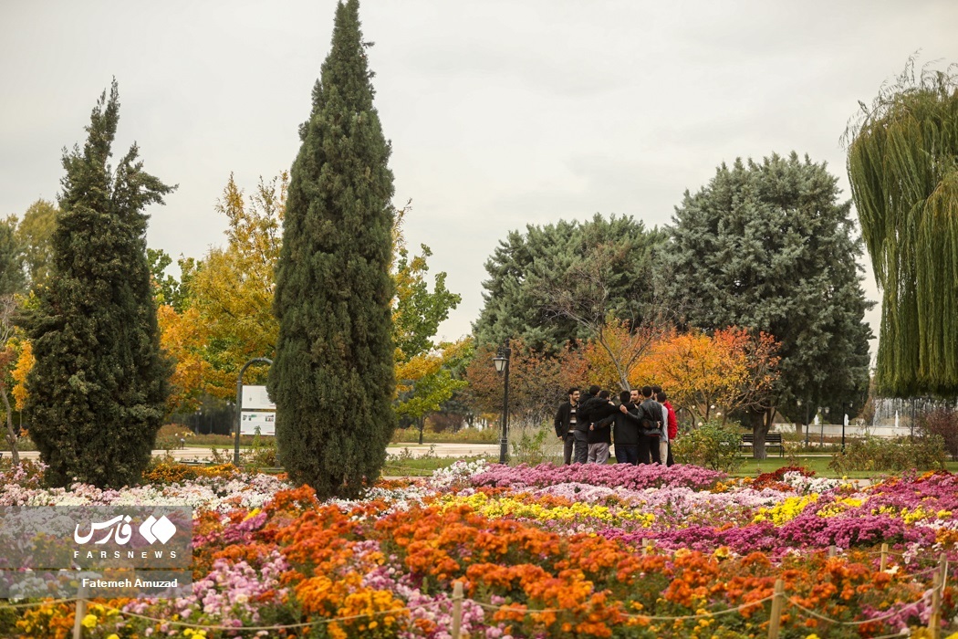 جشنواره گلهای داوودی
