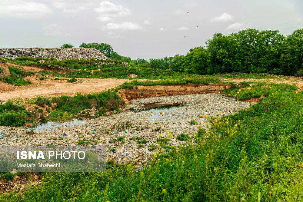 جنگلهایی که میمیرند