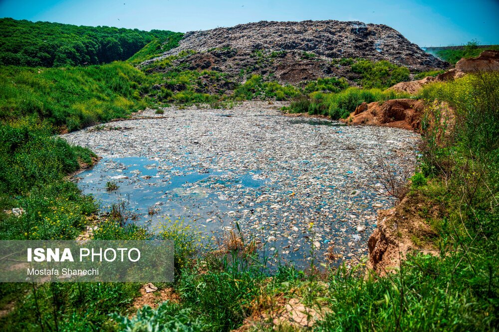 جنگلهایی که میمیرند