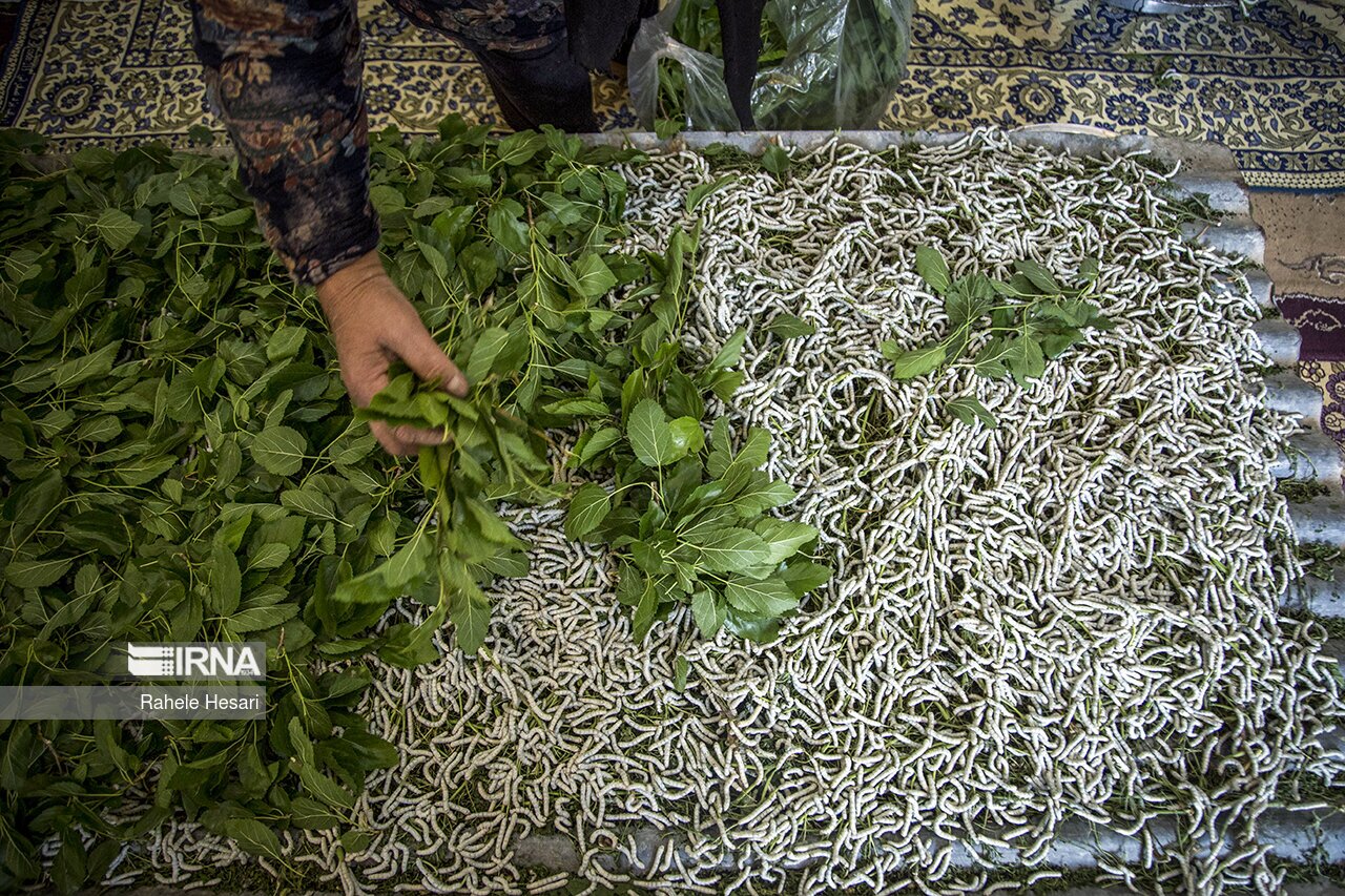نوغان داری در مینودشت