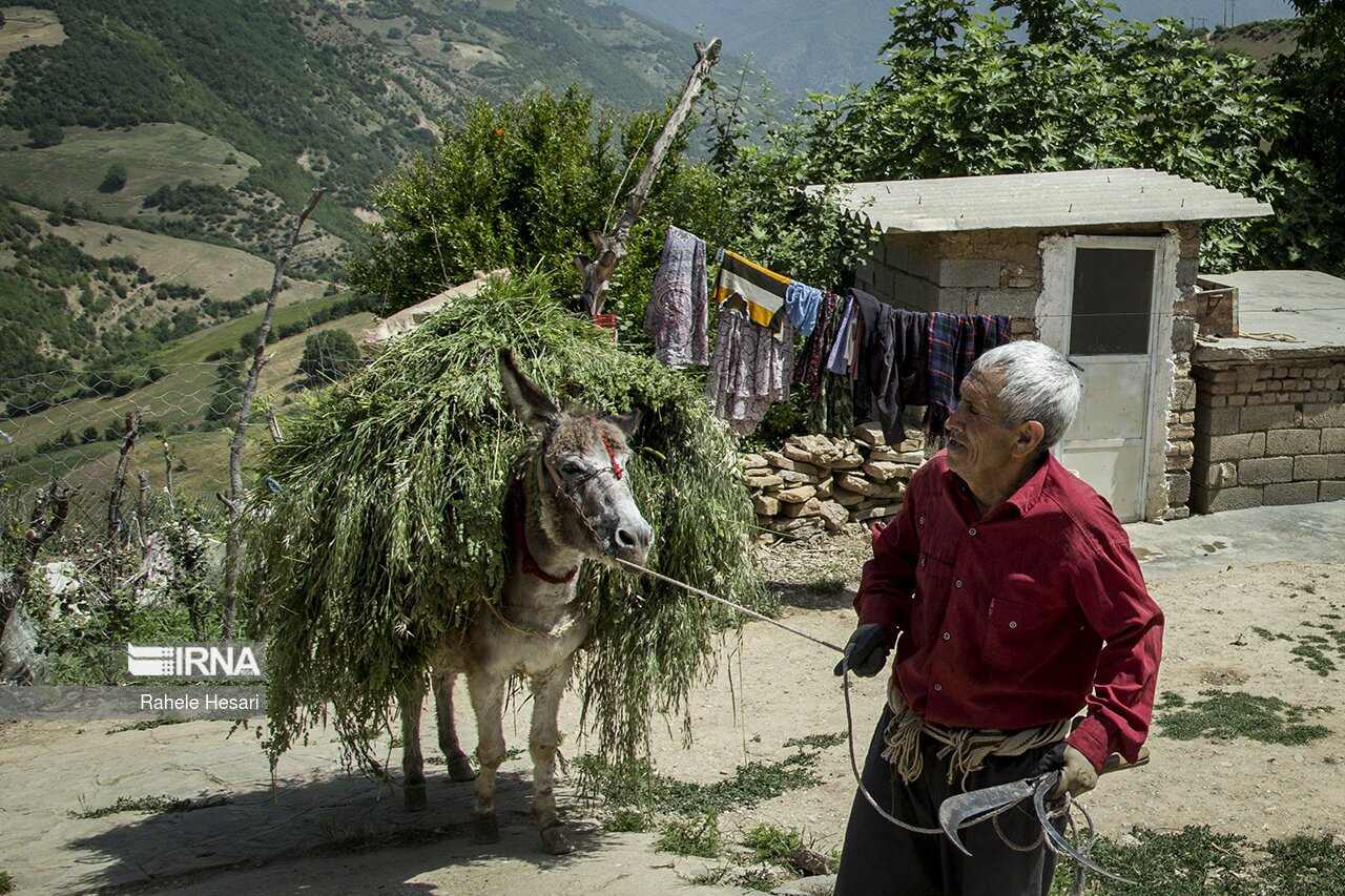 نوغان داری در مینودشت
