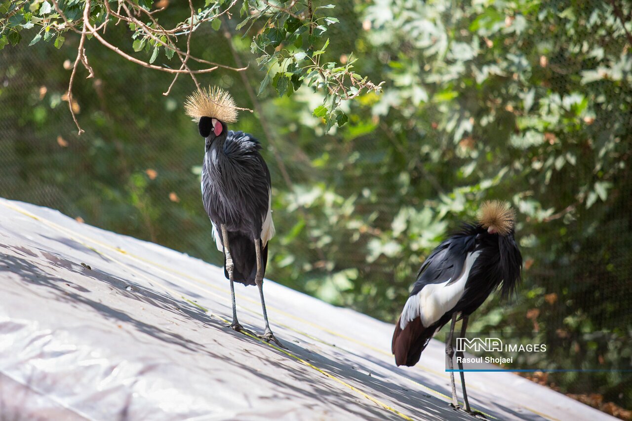 باغ پرندگان اصفهان