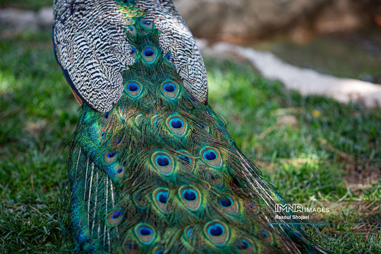 باغ پرندگان اصفهان