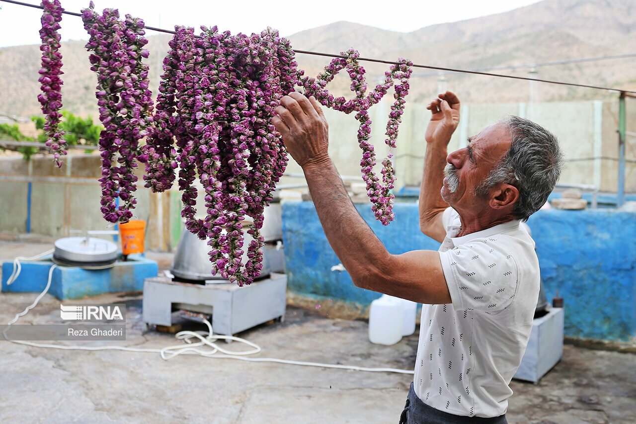 جشنواره گل و گلاب داراب